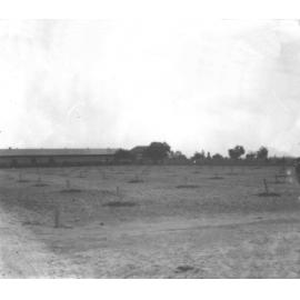 Stone fruit planted West of the Quadrangle - Valder Hall [Hawkesbury Agricultural College (HAC)]