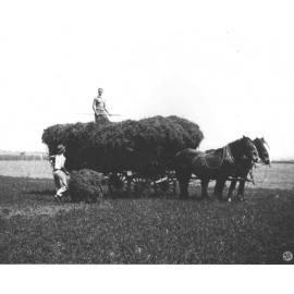 Hay being loaded onto a wagon - one student forking the hay up to a student on top of the load [Hawkesbury Agricultural College (HAC)]