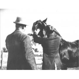 Horse examination - student examining horse's mouth [Hawkesbury Agricultural College (HAC)]