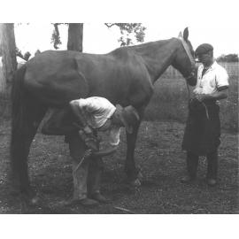 Horse shoeing - student shoeing under supervision of Blacksmith, DH Reay (3 of 3) [Hawkesbury Agricultural College (HAC)]