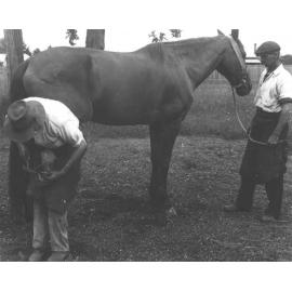 Horse shoeing - student shoeing under supervision of Blacksmith, DH Reay (2 of 3) [Hawkesbury Agricultural College (HAC)]