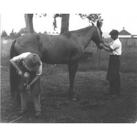 Horse shoeing - student shoeing under supervision of Blacksmith, DH Reay (1 of 3) [Hawkesbury Agricultural College (HAC)]