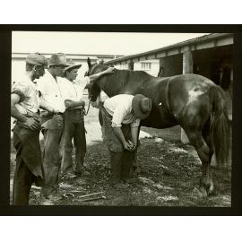 Horse shoeing - student shoeing under supervision of College Blacksmith, DH Reay [Hawkesbury Agricultural College (HAC)]