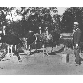 Mr McCue standing near a flock of ostriches - a feed tin next to him [Hawkesbury Agricultural College (HAC)]