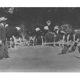 Mr McCue watching ostriches feeding [Hawkesbury Agricultural College (HAC)]