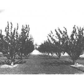 Orchard - Shipper plums - looking towards Main Administration Building [Hawkesbury Agricultural College (HAC)]