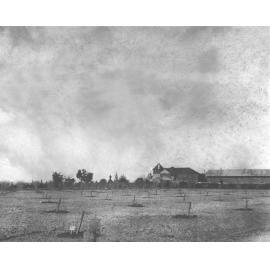 New Peach Orchard planted 1907 [Hawkesbury Agricultural College (HAC)]