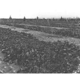 Orchard - with a green manure crop of cow peas between the fruit trees [Hawkesbury Agricultural College (HAC)]