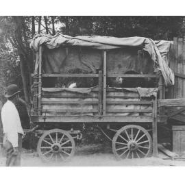 Ostriches (4) in a covered horse-drawn wagon [Hawkesbury Agricultural College (HAC)]