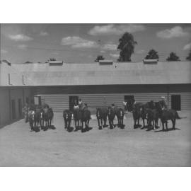 Preparing horses for work, in Stable Square [Hawkesbury Agricultural College (HAC)]