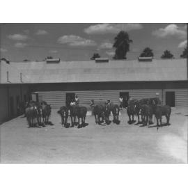 Preparing horses for work, in Stable Square [Hawkesbury Agricultural College (HAC)]