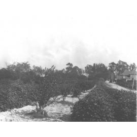 Registrar's residence - cow peas planted between fruit tree rows [Hawkesbury Agricultural College (HAC)]