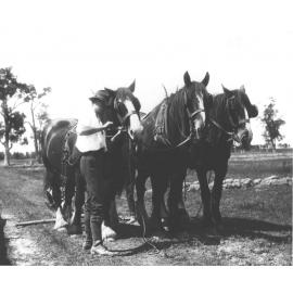 Student E Gunning working on bridle of a three-horse team [Hawkesbury Agricultural College (HAC)]