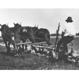 Student Gunning ploughing on a Double Furrow with a three horse team [Hawkesbury Agricultural College (HAC)]