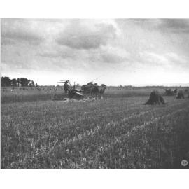 Students harvesting hay crop using three-horse teams drawing reaper and binders [Hawkesbury Agricultural College (HAC)]