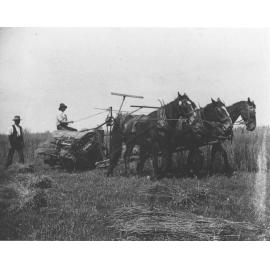Student harvesting a crop using a three-horse team drawing a reaper and binder - an instructor is walking behind [Hawkesbury Agricultural College (HAC)]