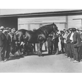 Student instruction on examining a horse (Clydesdale) - Inside Stable Square [Hawkesbury Agricultural College (HAC)]