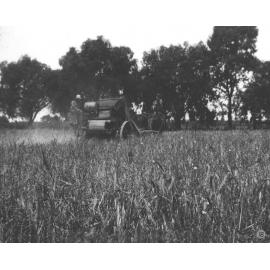 Student on a three-horse team drawing a grain harvester [Hawkesbury Agricultural College (HAC)]