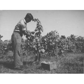Student picking grapes in vineyard [Hawkesbury Agricultural College (HAC)]