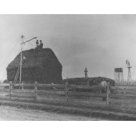 Students building an open silage (hay) stack from maize [Hawkesbury Agricultural College (HAC)]