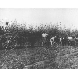 Students cutting green maize for ensilage stack silo [Hawkesbury Agricultural College (HAC)]