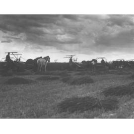 Students harvesting hay using reapers and binders drawn by three-horse teams [Hawkesbury Agricultural College (HAC)]