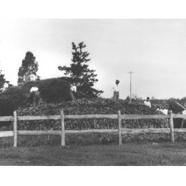 Students making an ensilage stack [Hawkesbury Agricultural College (HAC)]