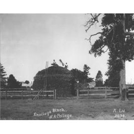 Students making an ensilage haystack [Hawkesbury Agricultural College (HAC)]