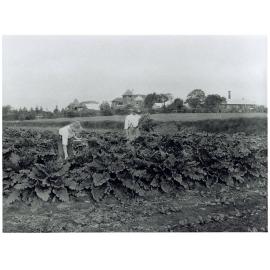 Students picking rhubarb [Hawkesbury Agricultural College (HAC)]