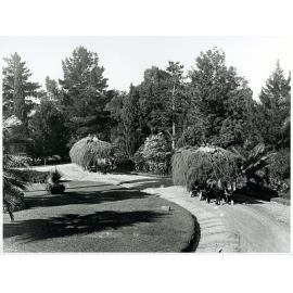 Students sitting on top of lucerne hay loads from the River Farm in front of Administration Building travelling around the Fairy Circle [Hawkesbury Agricultural College (HAC)]