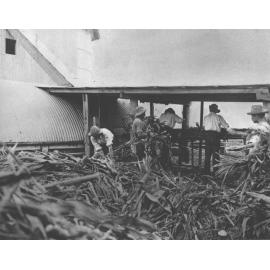 Students under instruction chaffing a crop of maize for tower silos near dairy [Hawkesbury Agricultural College (HAC)]