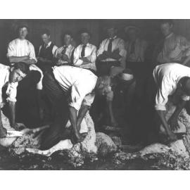 Shearing Shed (interior) - Students watching a demonstration of shearing sheep with hand (blade) shears [Hawkesbury Agricultural College (HAC)]