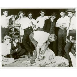Shearing Shed (interior) - Students watching a demonstration of shearing sheep with hand (blade) shears [Hawkesbury Agricultural College (HAC)]