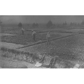 Students weeding around young plants in the vegetable garden using hand-push 'fire-fly' instruments [Hawkesbury Agricultural College (HAC)]