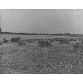 Three-horse team drawing a reaper & binder [Hawkesbury Agricultural College (HAC)]