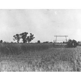 Tractor with reaper and binder standing in a crop [Hawkesbury Agricultural College (HAC)]