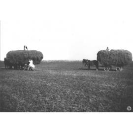 Two loaded hay wagons - students securing the load [Hawkesbury Agricultural College (HAC)]
