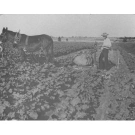 Experimental Plots: Weighing a crop of turnips in comparative experiments at the College Farm [Hawkesbury Agricultural College (HAC)]