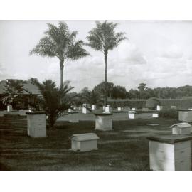 Apiary and hives - Building on left (Print 1 of 2) [Hawkesbury Agricultural College (HAC)]
