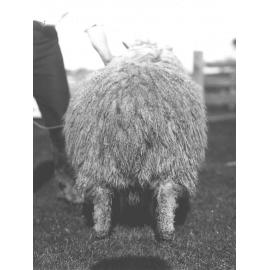 Sheep - Romney Marsh breed, showing the fleece [Hawkesbury Agricultural College (HAC)]
