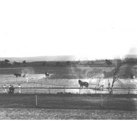 Practical Examination in the Use of the Cultivator - Students ploughing with one and two horse teams [Hawkesbury Agricultural College (HAC)]