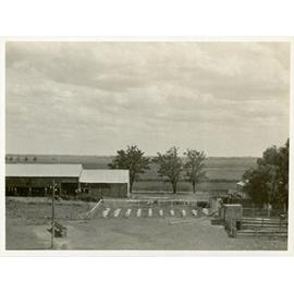 River Farm - Beehives set out in rows [Hawkesbury Agricultural College (HAC)]