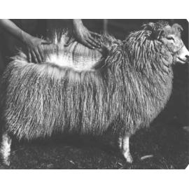 Sheep - Romney Marsh breed, showing the fleece [Hawkesbury Agricultural College (HAC)]