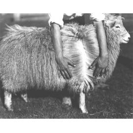 Sheep - Romney Marsh breed, showing the fleece [Hawkesbury Agricultural College (HAC)]