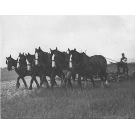 Student ploughing a field with a six-horse team [Hawkesbury Agricultural College (HAC)]