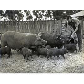 Piggery - Student feeding sows and their litters [Hawkesbury Agricultural College (HAC)]