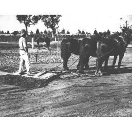 A student instructed in the use of the buckscraper in levelling land - with a three horse team [Hawkesbury Agricultural College (HAC)]