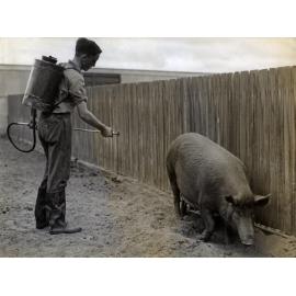 Piggery - A student spraying a pig to control lice [Hawkesbury Agricultural College (HAC)]