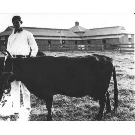 Cow with student standing behind and cow bails in the background [Hawkesbury Agricultural College (HAC)]