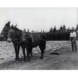 Student working a two-mule team - pulling a harrows on slide [Hawkesbury Agricultural College (HAC)]